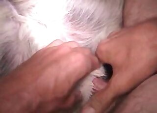 منحرف جنسيا يستمتع بممارسة الجنس مع كلبه الرقيق في فيلم إباحي عن الحيوانات