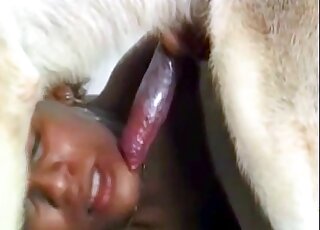 Attractive babes choose to share a white dog's colossal penis here