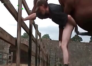 Stallion