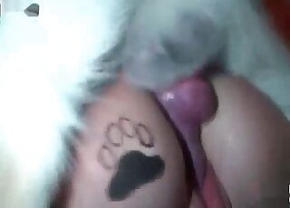 Big dog stretches shaved cunt of a filthy slut in a closeup XXX video