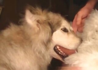 Breathtaking closeup video of a nice dog sucking a guy’s long cock