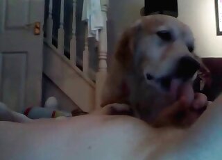 Two dogs come to satisfy a horny pervert and to suck his cock