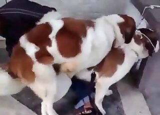 Weird dude watches dogs fucking and is eager to join them