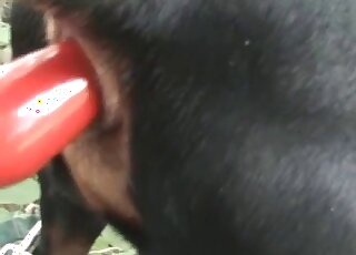 Horny dude fucks his dog with a big red dildo in a zoo porn scene