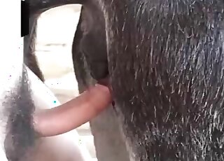 رجل محب للجنس الحيواني يمارس الجنس مع حصان ويضع كريمًا في فتحة الشرج
