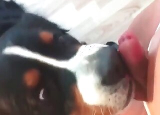 Helpful dog licks a guy’s cock while he is wanking to make him cum