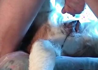 Big-assed dude gives a terrific fuck to his dog from behind