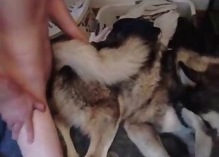 Zoo sex addicted fellow gives his dog a really severe pounding