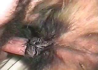 رجل فاسق محب للحيوانات يضع قضيبه المشعر في مهبل كلبه العصير
