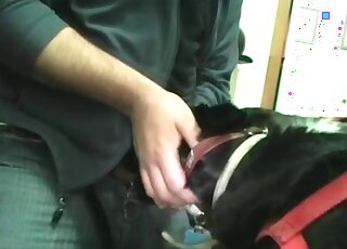 Zoophile spoils his dog by fucking its mouth rough in a zoo porn scene