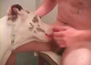 Nerdy guy loves the presence of his penis in his female dog’s cunt