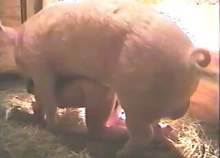 Giant pig is passionately fucking a human in a doggy-style position