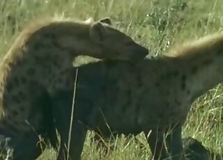 Nature documentary showing sexy animals fucking happily outdoors