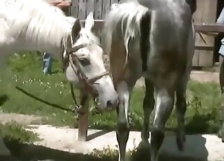 Truly passionate zoophilia with two horses that fuck outdoors