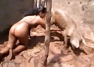 Filme pornô com porco sexy mostrando uma morena provocando o animal