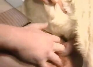 Attractive animal fuckers taking care of this dog's cock in group vid