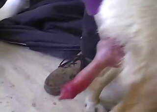 Handjob for a sexy dog spotlighted in a closeup movie with zoo action