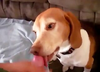 Skinny animal wants a facial after this dude jerks off for it in HQ