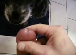 Dude's cock gets pleasured in POV by a sexy black dog that sucks