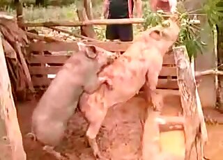 Pig on pig fucking movie featuring filthy animals that wanna bang