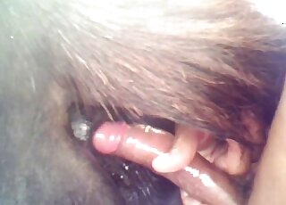 Huge brown cock is being inserted into a hot animal pussy from behind